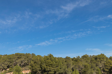 Fototapeta na wymiar Bosque de pinos sobre cielo azul con nubes