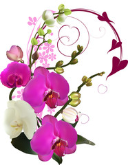Fototapeta na wymiar white and purple orchid curled design