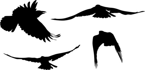 group of four black crow silhouettes on white