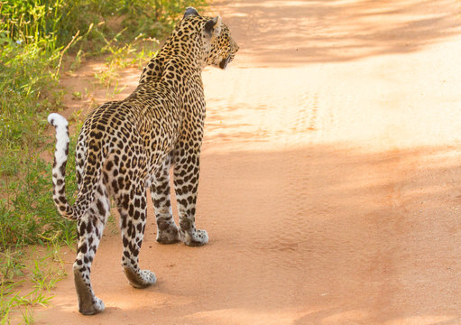 Leopard in Tsavo