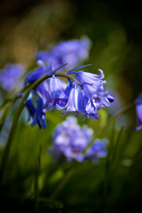 Bluebells in bloom