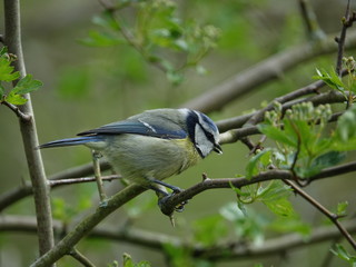blue tit (Cyanistes caeruleus)