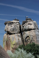 Cigüeñas posadas en grandes piedras destacando sobre el cielo azul