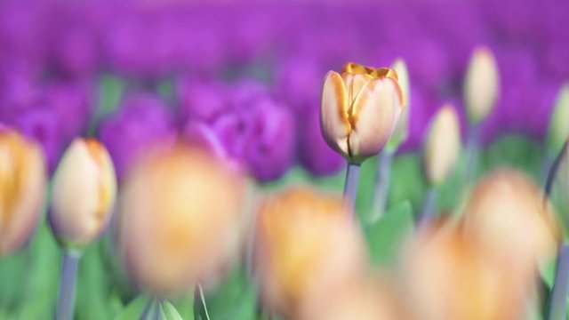 beautiful colorful purple tulips flowers bloom in spring garden.Decorative violet tulip in springtime.Beauty of nature.