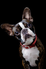 Portrait boston terrier pure breed black background closeup