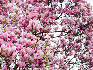 Beautiful purple magnolia flowers in the spring season on the magnolia tree. Pink bloom.