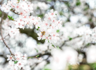 Eine Biene Sitzt Auf Einer Blüte An Einem Ast und Sammelt Pollen Und Nektar Mit Großartigem Bokeh Hintergrund In Einem Berliner Park In Deutschland