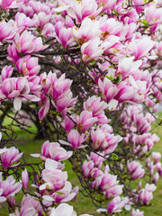 Beautiful purple magnolia flowers in the spring season on the magnolia tree. Pink bloom.