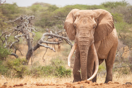 Elephants