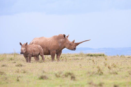 rhino in the field