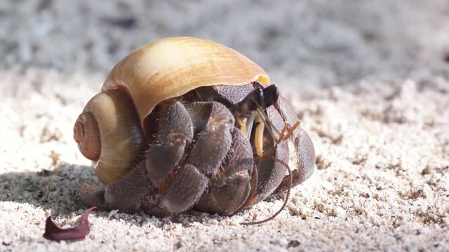 Closeup view of a beautiful hermit crab in the shell at the sandy beach
