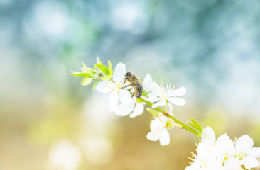 A Honey Bee On A Small Flower On A Meadow In A Park In Berlin Germany As Macro