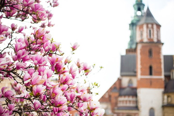 Fototapeta Beautiful purple magnolia flowers in the spring season in Poland. The Wawel Royal Castle. Historic city of Krakow in Poland. obraz