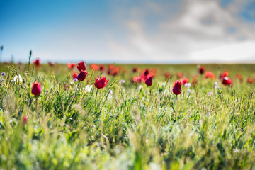 Schrenck's tulips or Tulipa Tulipa schrenkii in the steppe