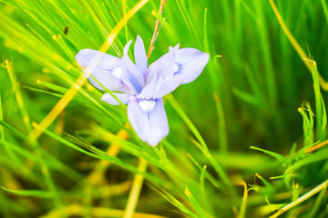 This is a capture of some flowers taken during spring 2019 in Lebanon and you can see the beautiful...