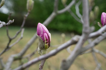 The bud of dark pink magnolia on a branch on a green background with gray branches in the frame.