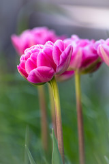 Pink tulips in the park in spring