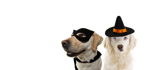 BANNER TWO DOGS HALLOWEEN OR CARNIVAL PARTY. LABRADOR CLOSE-UP WEARING A BLACK MASK AND A CAPE HERO...