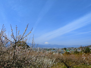 Mt. Fuji and plum blossoms on March. blue sky, pink flower. 