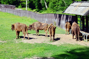 Grazing European bison  in Wolisko, Mazurian Region in Poland.