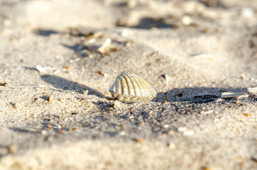 Fototapeta na wymiar small seashell on sand close up