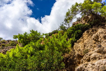 Trees on a mountain in Crete