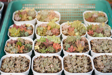 Group of cactus in a pot, succulent plant