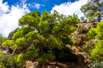 Fototapeta na wymiar Trees on a mountain in Crete