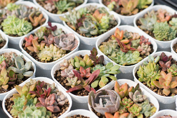 Group of cactus in a pot, succulent plant