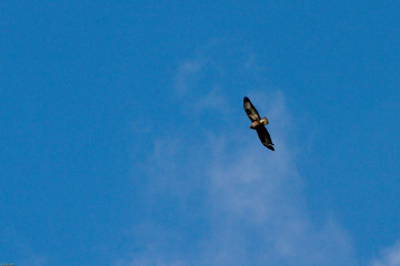 Bussard im Flug