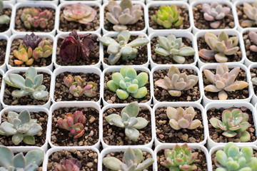 Group of cactus in a pot, succulent plant