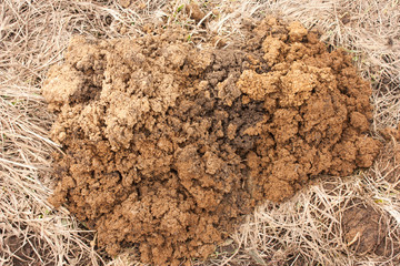 land dug up by moles on last year's dry grass