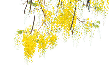 Obraz premium Golden shower tree (Cassia fistula) isolated on white background.