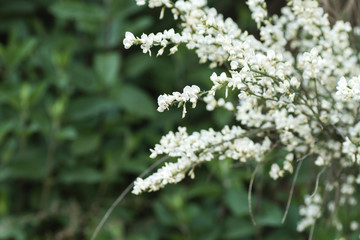 Retama white flowers