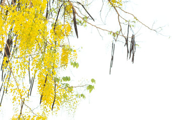 Golden shower tree (Cassia fistula) isolated on white background.