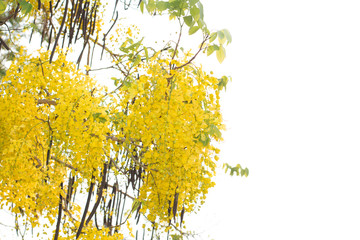 Golden shower tree (Cassia fistula) isolated on white background.