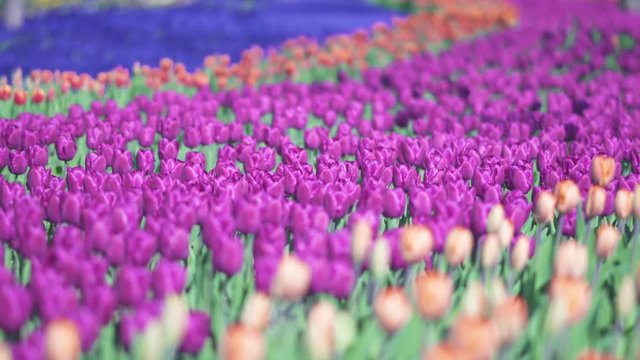 beautiful colorful purple tulips flowers bloom in spring garden.Decorative violet tulip flower blossom in springtime.Beauty of nature.Vibrant natural colors