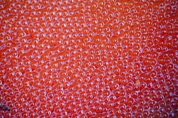 fish eggs close up
