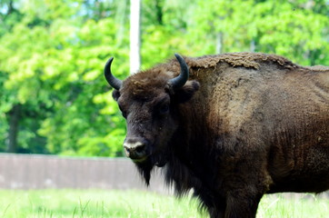 European bison in Wolisko, Mazurian Region in Poland.