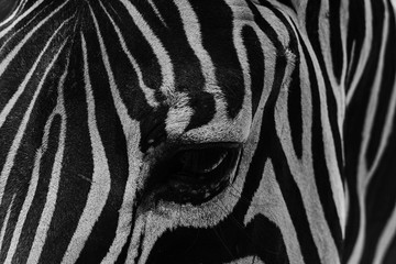 Fototapeta na wymiar an eye of zebra in black and white