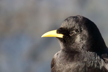 Gracchio alpino - Pyrrhocorax graculus
