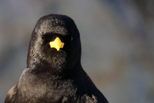 Gracchio alpino - Pyrrhocorax graculus