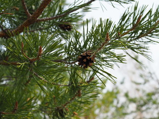 Naklejka na ściany i meble close up picture of pine tree branch with cones
