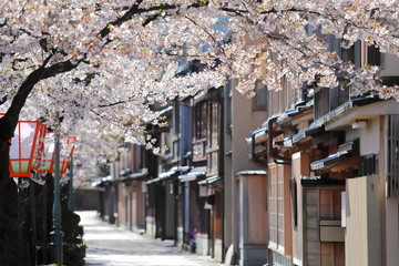 Cherry blossom Higashiyama teahouse old house street Kanazawa Japan - 263941089