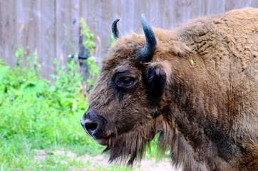 European bison in Wolisko, Mazurian Region, Poland.