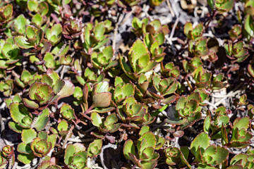 Growing plant sedum spurium