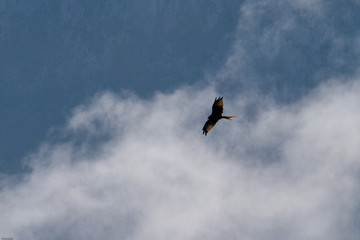 Milan in den schweizer Alpen