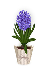 Naklejka na ściany i meble Hyacinth flower in flowerpot