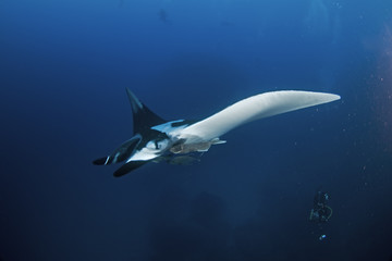 Obraz premium giant oceanic manta ray, manta birostris