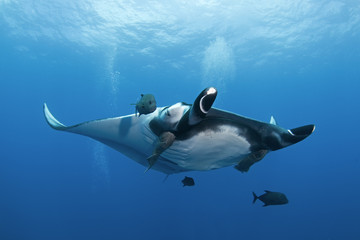 Obraz premium giant oceanic manta ray, manta birostris